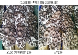 ‘병 재배 버섯’ 수확 후 배지 재활용해 생산비 절감