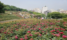 부천시 도당공원 백만송이장미원, 151종 장미로 시민 맞이