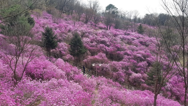 2-2. 부천 원미산 진달래동산에 진달래가 만발한 모습.jpg